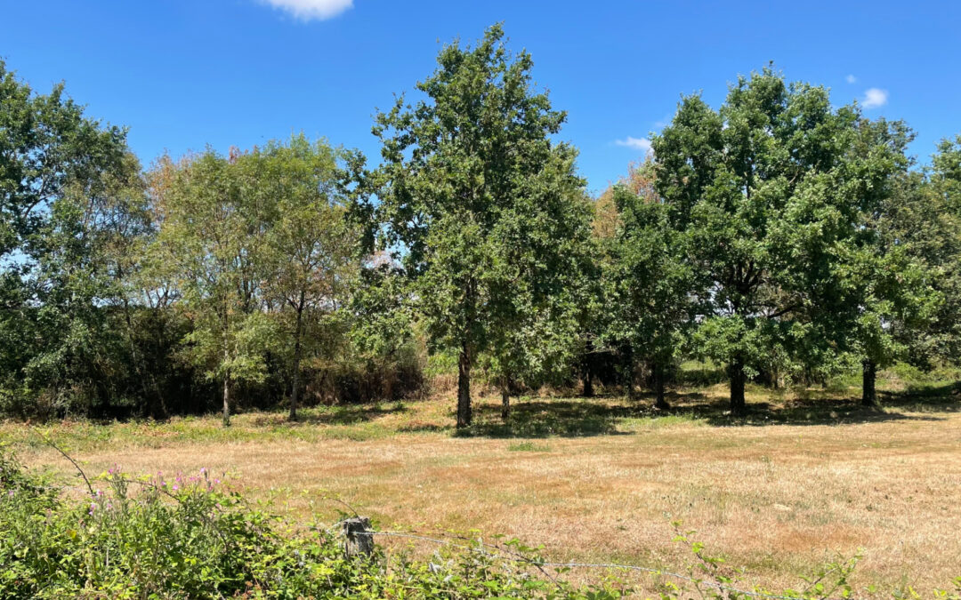 Ensemble immobilier 42 hectares – Saint Christophe Du Ligneron