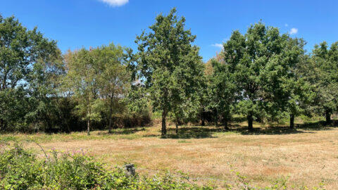 Photo de Terrain à SAINT CHRISTOPHE DU LIGNERON